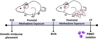 Perinatal Opioid Exposure Primes the Peripheral Immune System Toward Hyperreactivity